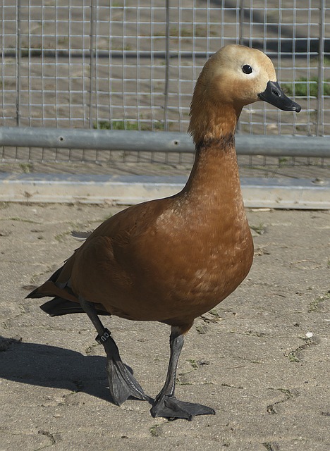 克托米奈